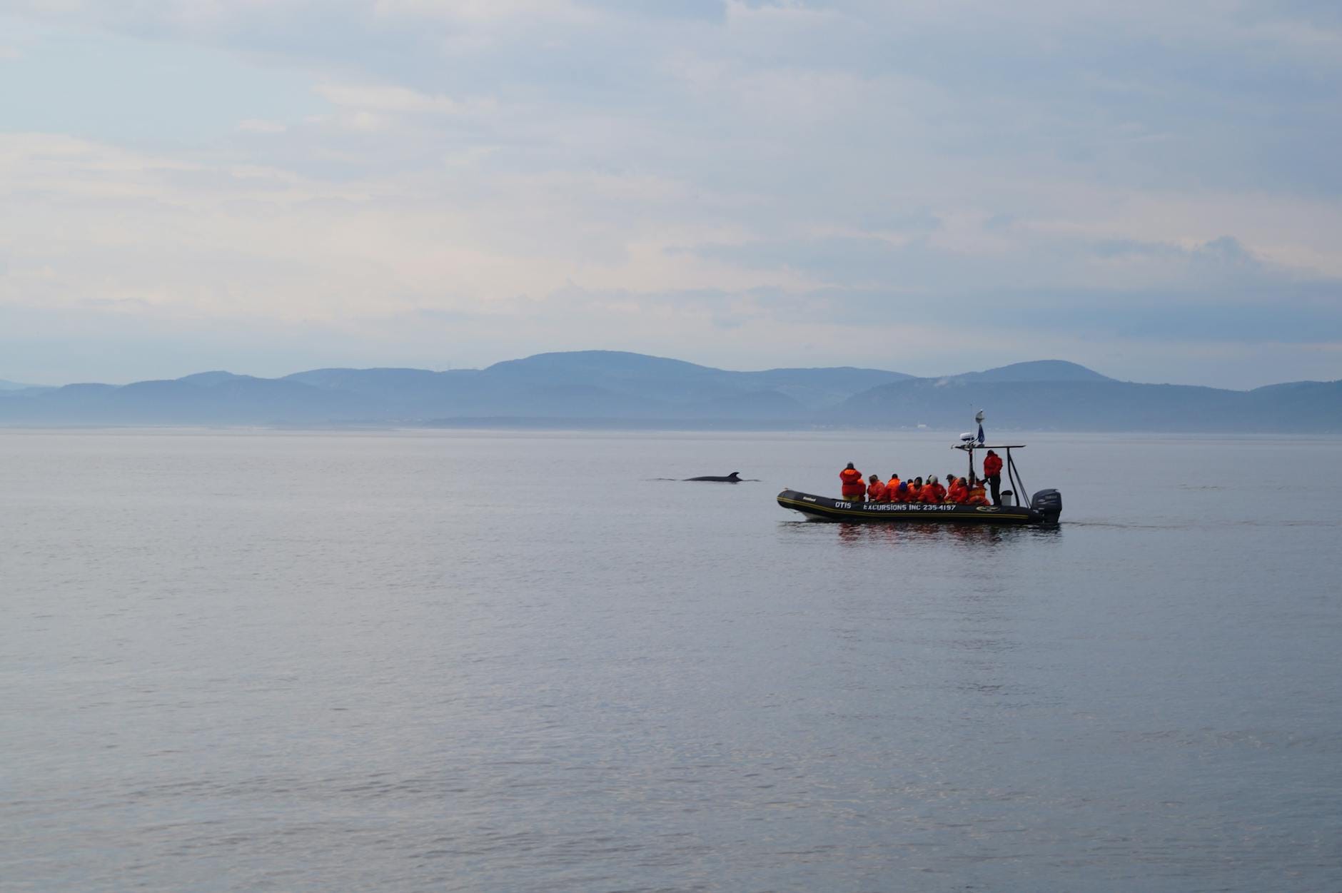 Turyści na łodzi obserwują wieloryba we mgle w porcie Québec