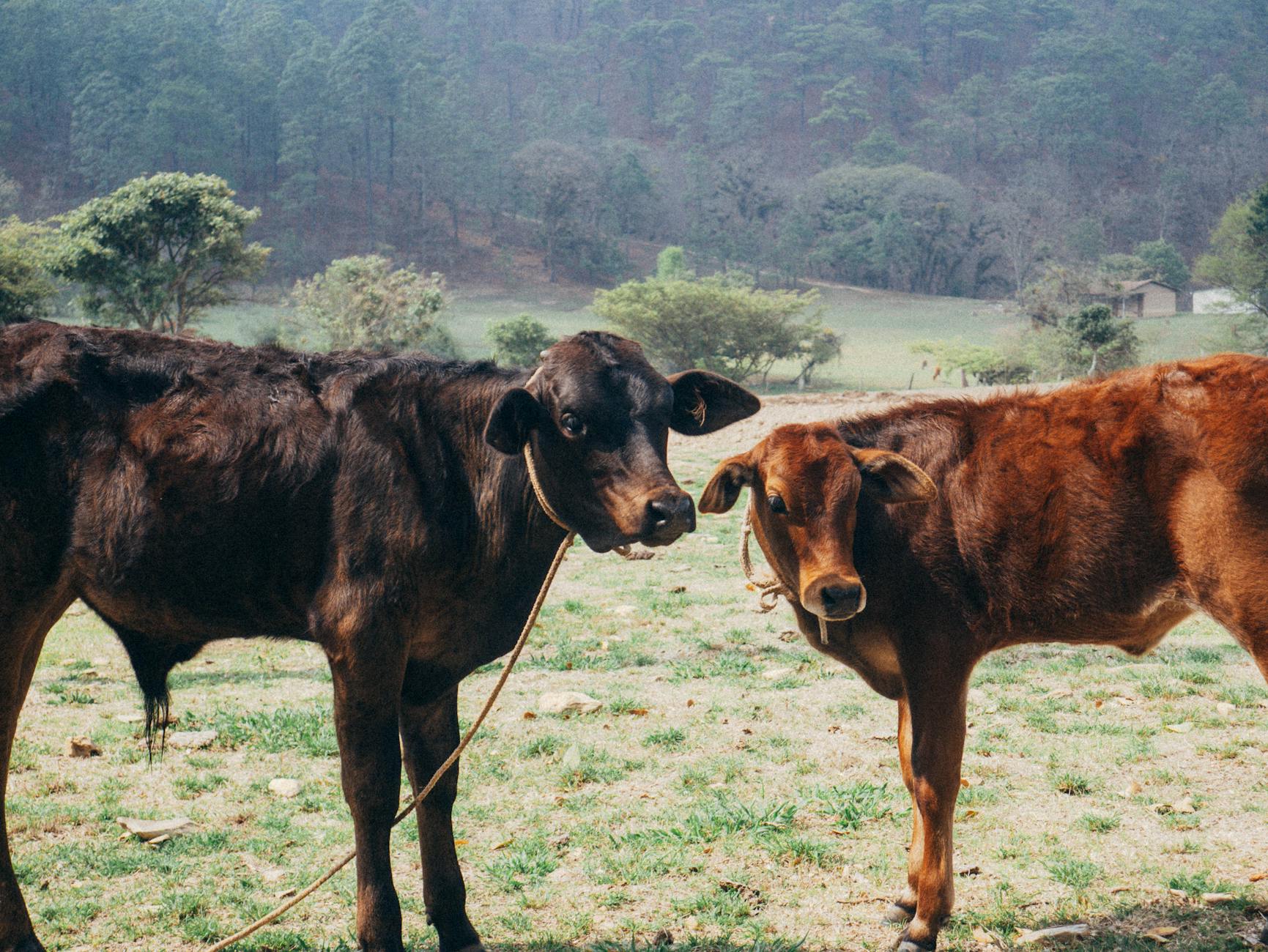 Dwa młode bydła na zielonej łące na gwatemalskiej wsi
