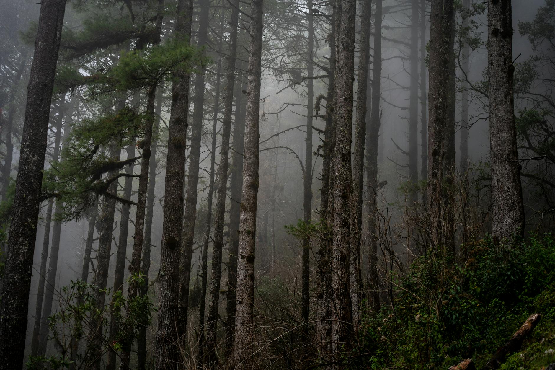 Mglisty sosnowy las w górach Huehuetenango w Gwatemali