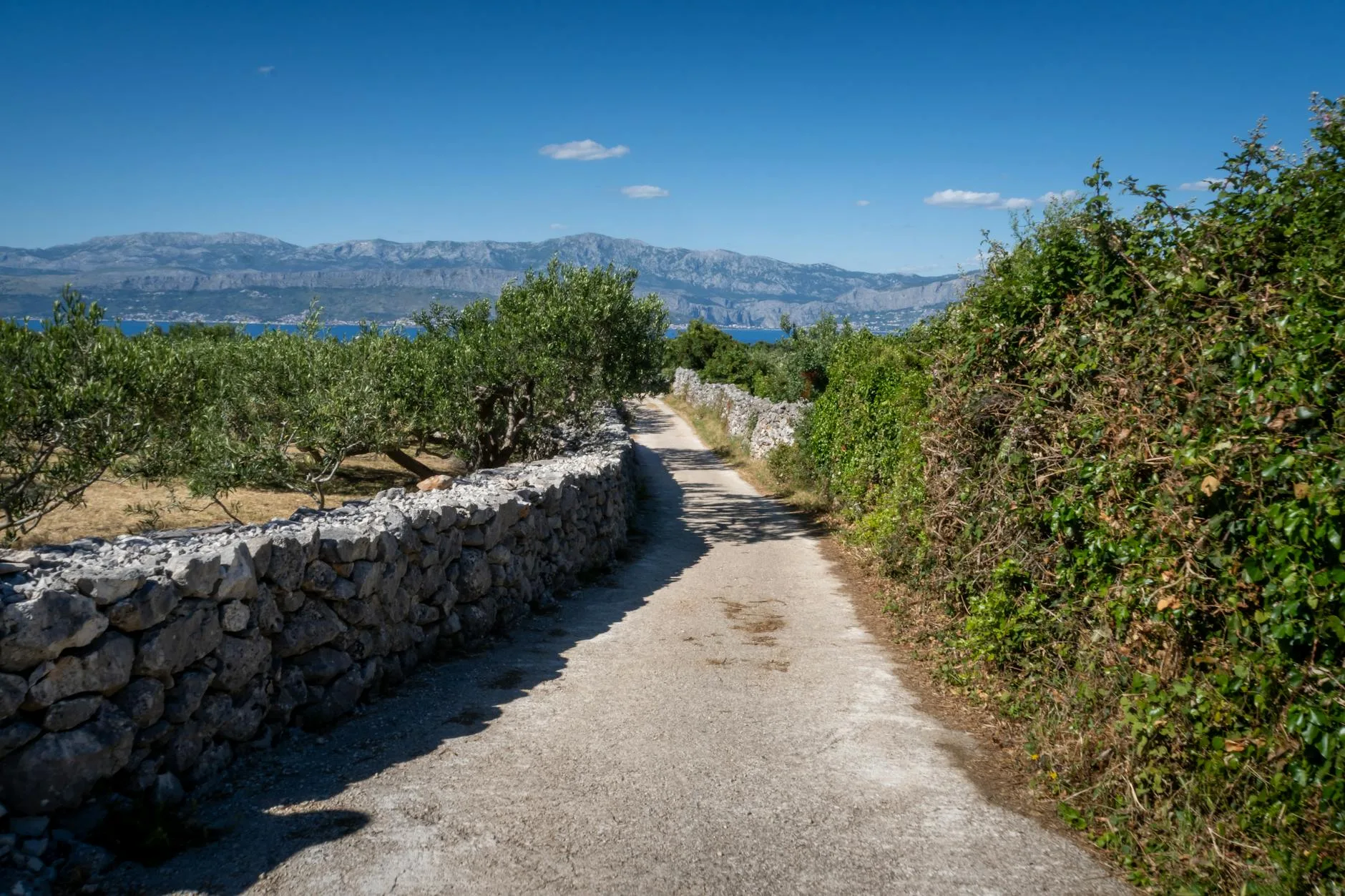 Szlak pieszy wśród gajów oliwnych w regionie Split-Dalmacja